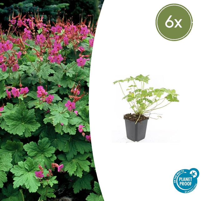 Storchschnabel Geranium macrorrhizum 'Czakor' – ↕10-25cm – Ø9cm – 6 Pflanzen – Tiefrosa Blüten – Aromatisches Laub – Robuster Bodendecker