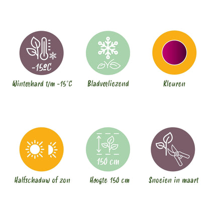 Japanischer Ahorn Acer palmatum 'Skeeter’s Broom' – Lila – Balkon- & Gartenpflanze – Ø19 cm – Ca. 70 cm hoch – Kompakter Zierahorn mit eindrucksvollem Farbspiel