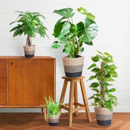 Pflegeleichter Pflanzkasten + Korb Lissabon schwarz – Ø12cm – 4 Zimmerpflanzen – Easy Plant Box – Nachhaltiger Jutekorb