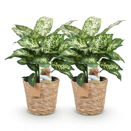 Dieffenbachia Compacta – 2 pflegeleichte Zimmerpflanzen im dekorativen Korb – 17cm – Höhe 45-50cm – Bunte Grünpflanzen für Innenräume
