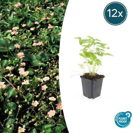 Wald – Erdbeere – Fragaria vesca – ↑10-25cm – Ø9cm – 12 Pflanzen – Bodendecker, essbare Früchte, pflegeleicht & winterhart