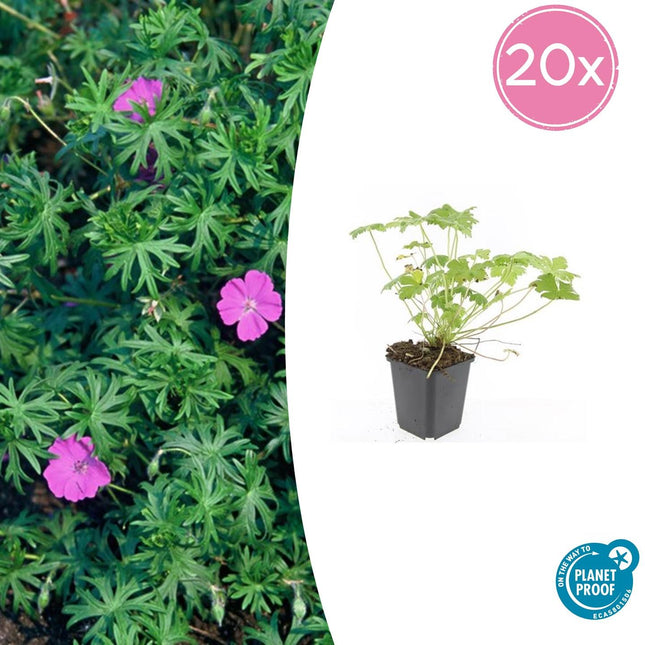 Blut-Storchschnabel Geranium 'Tiny Monster' – ↕10-25cm – Ø9cm – 20 Pflanzen – Kompakte, sommerblühende Staude für Beet, Kübel & Bodendecker – Pflegeleicht & robust