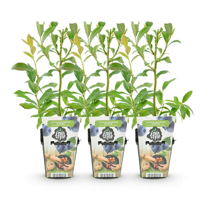 Blaubeere Vaccinium corymbosum Bluecrop winterhart 3 Pflanzen Ø9cm Höhe 30cm – Ertragreiche Heidelbeere für Garten Balkon & Terrasse