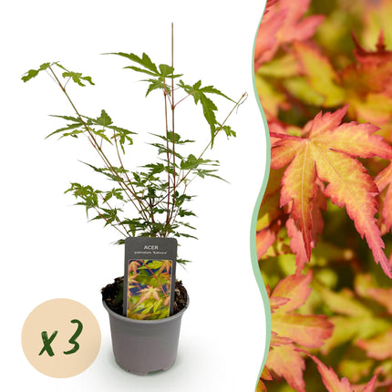 Acer palmatum Sangokaku – 3 Pflanzen – 12cm – Höhe ca. 35cm – Laubabwerfender Japanischer Ahorn mit grünem Sommerlaub & orangegelber Herbstfärbung