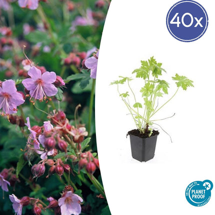 Balkan-Storchschnabel Geranium macrorrhizum – ↕10-25cm – Ø9cm – 40 Pflanzen – Winterharter Bodendecker für Beete & schattige Bereiche – Duftende Blätter & helle Blüten – Pflegeleicht & robust