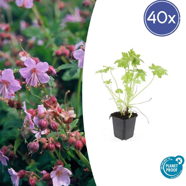 Balkan-Storchschnabel Geranium macrorrhizum – ↕10-25cm – Ø9cm – 40 Pflanzen – Winterharter Bodendecker für Beete & schattige Bereiche – Duftende Blätter & helle Blüten – Pflegeleicht & robust