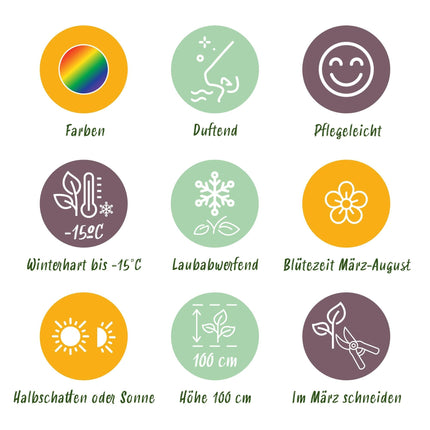 Staudenset – Duftend – 8 verschiedene Duftstauden – Für 1 m² Beet – Bienenfreundlich – Pflegeleicht – Blüten in verschiedenen Farben – Ø11 cm