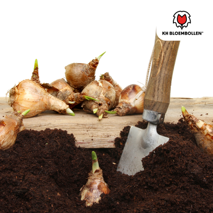 Narzisse 'Tête-à-Tête' – Mini-Narzisse – leuchtend gelbe Frühjahrsblüher – 25 Blumenzwiebeln – ↕15-20cm – ideal für Beet, Balkon & Topf