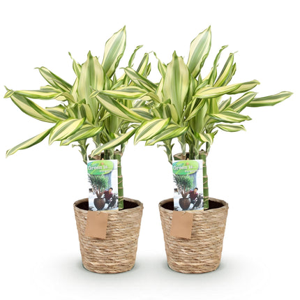 Dracaena fragrans Diamond Dream – Drachenbaum – 2 Pflanzen – 50-55cm – 17cm – Buntes Blattwerk & pflegeleicht – Zimmerpflanze inkl. Naturkorb