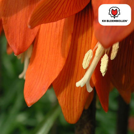 Fritillaria Kaiserkrone Rubra – 5 Blumenzwiebeln – Rot-Orange Frühlingsblüten – Ideal für Beete & Solitärpflanzungen
