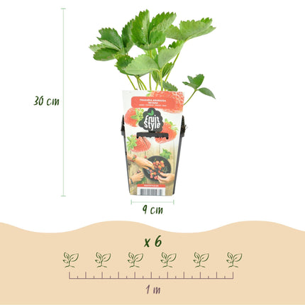 Erdbeerpflanzen Fragaria Maxim winterhart 6 Pflanzen Höhe 30cm Ø9cm – Rote Erdbeere für Beet Topf & Balkon