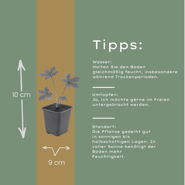 Sterndolde Astrantia major – 24 Pflanzen – Sommerblühende Staude – 10-25cm – Ø9cm – Bienenfreundlich – Für Beet & Cottage – Garten