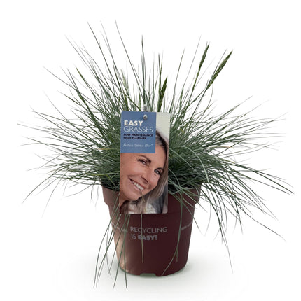 Ziergras Blauschwingel Festuca glauca Intense Blue – Immergrün & winterhart – Höhe ca. 50cm – 17cm – Trockenheitsresistent für Beet & Kübel