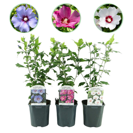 Hibiscus syriacus Tricolour – 3 Pflanzen 17cm – ca. 45cm hoch – Garteneibisch mit rosa, weißen & blauen Blüten – Winterharter Strauch – Pflegeleicht für Garten & Hecke