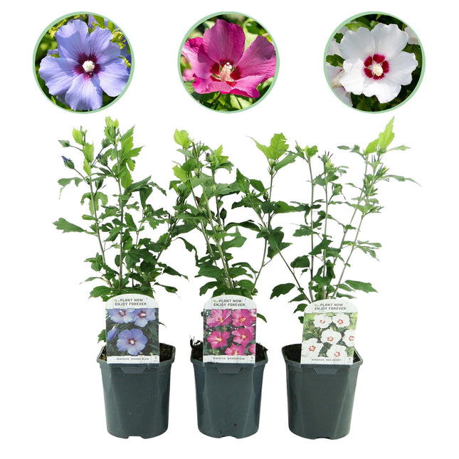 Hibiscus syriacus Tricolour – 3 Pflanzen 17cm – ca. 45cm hoch – Garteneibisch mit rosa, weißen & blauen Blüten – Winterharter Strauch – Pflegeleicht für Garten & Hecke