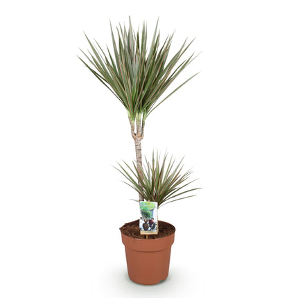 Dracaena Marginata Bicolor – 90-100cm 21cm – Pflegeleichter Drachenbaum in Grün – Braun mit zweifarbigen Blättern für modernes Interieur