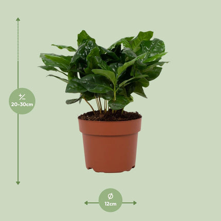 Arabische Kaffeepflanze – Coffea Arabica – Zimmerpflanze – Ø12cm – ↕22cm – Luftreinigend & Pflegeleicht