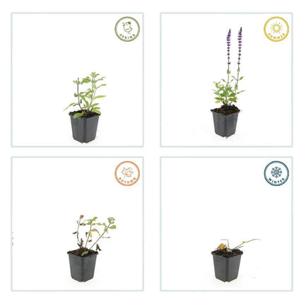 Salvia nemorosa 'Caradonna' – 48 Pflanzen – ↕10-25 cm – Ø9 cm – Tiefviolette Blüten – Bienenfreundliche Staude – Pflegeleicht & trockenheitstolerant