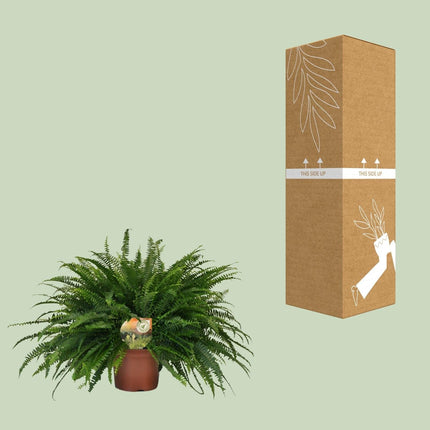 Nephrolepis 'Green Lady' – Bostonfarn Zimmerpflanze – Ø19cm – ca. 60cm hoch – Luftreinigend & pflegeleicht