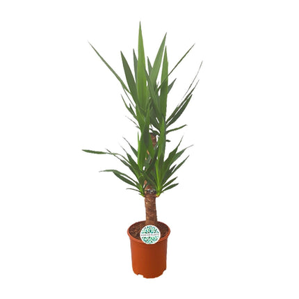 Palmlilie Yucca – 90cm Ø21cm – Pflegeleichte Zimmerpflanze mit schwertförmigen Blättern – Robuste Grünpflanze für helle & halbschattige Standorte