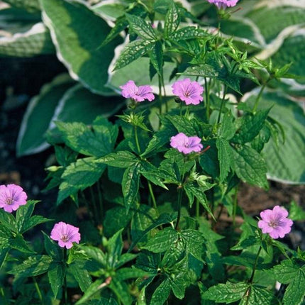 Geranium nodosum – 48 Pflanzen – ↕10-25cm – Ø9cm – Bodendecker – Tiefpurpurne Blüten – Winterhart – Pflegeleicht – Schattengarten & Waldgarten