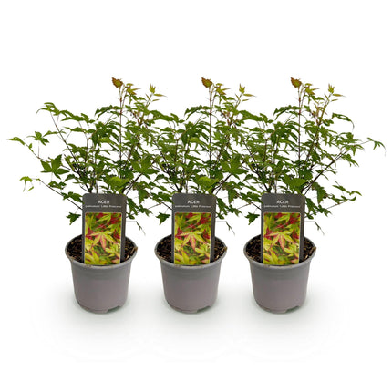 Acer palmatum Little Princess – 3 Pflanzen – 12cm – Höhe ca. 35cm – Laubabwerfender Japanischer Ahorn mit zartem Grün & intensiver Herbstfärbung