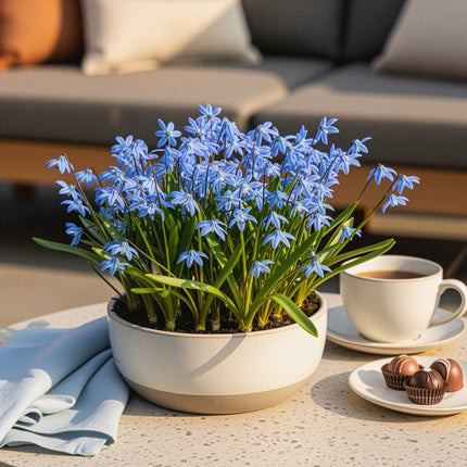 Blumenzwiebeln Scilla Siberica – 50 Blumenzwiebeln – Frühblühende Blausternchen – Lila-blaue Frühlingsblumen für Beet, Balkon & Terrasse – Pflegeleicht