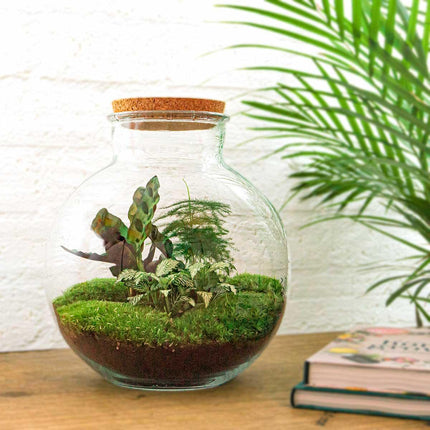 Flaschengarten DIY Bausatz Bolder Bob – Terrarium Ø31cm x H30cm – Do – It – Yourself Pflanzterrarium – Autarkes Mini – Ökosystem