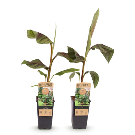 Bananenpflanze Japanische Faserbanane Musa Ever Red – Obstpflanze – Winterhart – 2 Pflanzen – 15cm – Höhe ca. 50cm