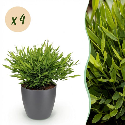 Bambus Pogonatherum Monica Zimmerpflanze 4er Set mit grauem Topf Ø12cm Höhe 20cm Haustierfreundliche Grünpflanze pflegeleicht für Zimmer & Büro