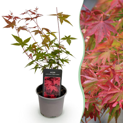 Ahorn Acer palmatum Beni – maiko – 12cm Höhe ca.35cm – Rotes Laub im Frühling & Zierschimmer – Laubabwerfend & pflegeleicht