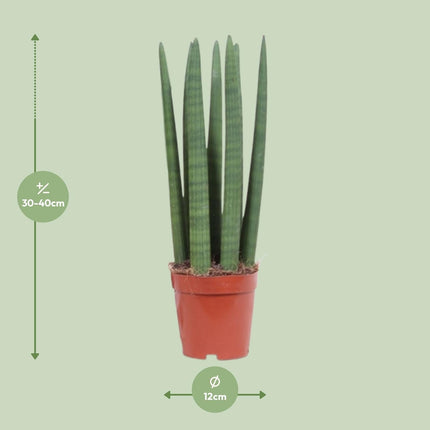 Schwiegermutterzunge – Sansevieria Straight – Zimmerpflanze – Ø12 cm – Ca. 40 cm hoch – Pflegeleicht & luftreinigend – Ideal für kleine Räume & halbschattige Standorte