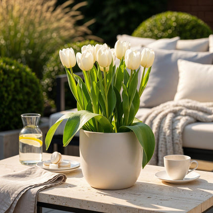 Blumenzwiebeln Tulipa Triumph White – Weiß – 15 Stück – Zwiebelgröße 11/12 – Elegante Triumph-Tulpen für Garten, Balkon & Terrasse – Frühjahrsblüher