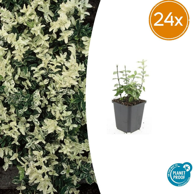 Euonymus fortunei 'Harlequin' – Buntlaubiger Bodendecker – 24 Pflanzen – Ø9cm – ↕10–25cm – Immergrün & winterhart