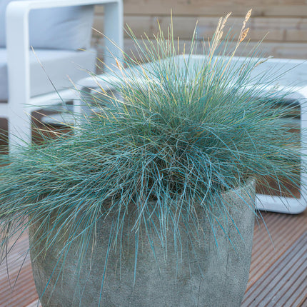 Blau-Schwingel – Festuca glauca 'Elijah Blue' – ↕10-25 cm – Ø9 cm – 6 Pflanzen – Ziergras – Blau-graues Gras – Pflegeleicht & Winterhart – Steingarten & Beete