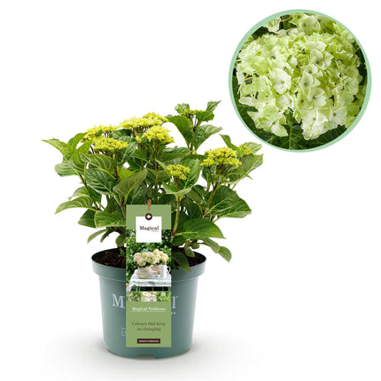 Hortensie Magical Noblesse – Hydrangea macrophylla – Weiß – Balkonpflanze – 23cm Ca. 55cm hoch – 6-10 Blüten – Für Balkon, Terrasse & Beet
