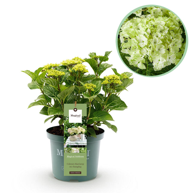 Hortensie Magical Noblesse – Hydrangea macrophylla – Weiß – Balkonpflanze – 23cm Ca. 55cm hoch – 6-10 Blüten – Für Balkon, Terrasse & Beet