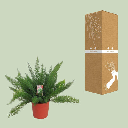 Spargelfarn – Asparagus Densiflorus 'Meyeri' –  Zimmerpflanze – Luftreinigend – Ø27cm – ↕60cm – Pflegeleicht & dekorativ – Ideal für Halbschatten