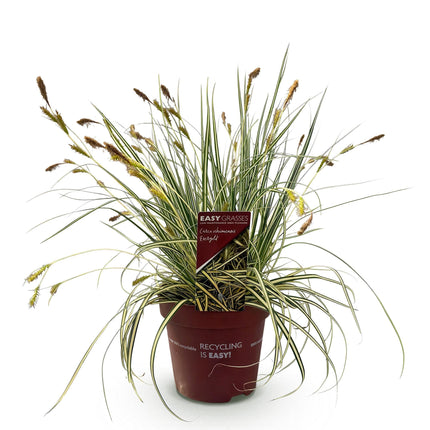 Ziergras Segge Carex oshimensis Evergold – Gelb – Grün panaschiert – Immergrün & winterhart – Höhe ca. 50cm – 17cm – Für Beet, Kübel & Balkon