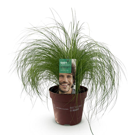 Ziergras Federgras Stipa tenuifolia Pony Tails – Immergrün & winterhart – Höhe ca. 50cm – 17cm – Luftiges Ziergras für Beet & Kübel
