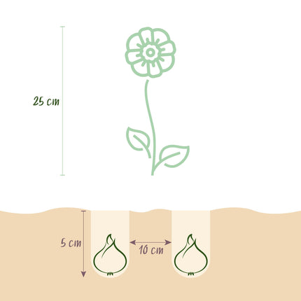 Blumenzwiebeln Anemone de Caen Mix – 30 Blumenzwiebeln – Verschiedene Farben – Frühblühende Anemonen für Beet, Balkon & Terrasse