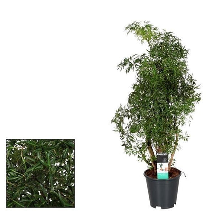 Polyscias Hawaiiana Ming – Zimmerpflanze – Ø17cm – ↕65cm Höhe – Tropisches, fein gefiedertes Laub – Pflegeleicht & dekorativ