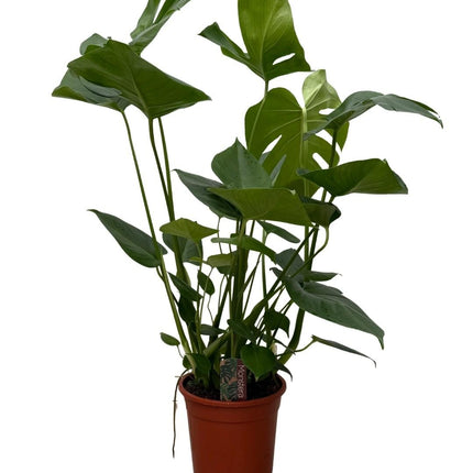 Monstera – 70cm – Zimmerpflanze mit dekorativen Blattfenstern – Pflegeleichte Grünpflanze für Wohnzimmer & Büro – Urban Jungle Pflanze im Topf