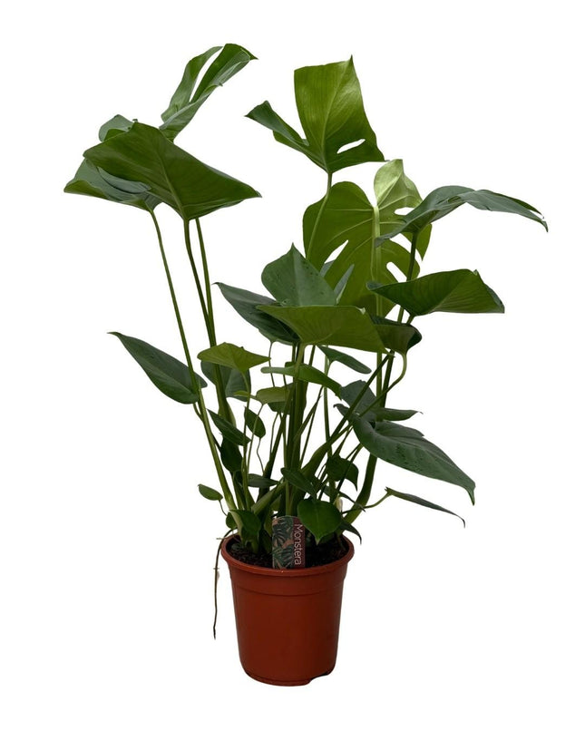Monstera – 70cm – Zimmerpflanze mit dekorativen Blattfenstern – Pflegeleichte Grünpflanze für Wohnzimmer & Büro – Urban Jungle Pflanze im Topf
