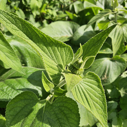 Russel-Brandkraut – Phlomis russeliana – 24 Pflanzen – Gelb blühende Staude – Sonnig bis halbschattig – Bienen- & Schmetterlingsfreundlich – Ø9cm – 10-25cm