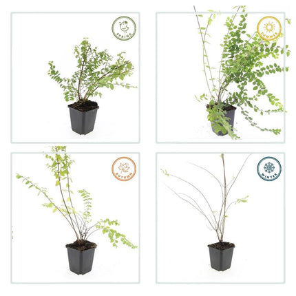 Symphoricarpos chenaultii 'Hancock' – 48 Pflanzen – weiß blühender & fruchtender Bodendecker – winterhart & pflegeleicht