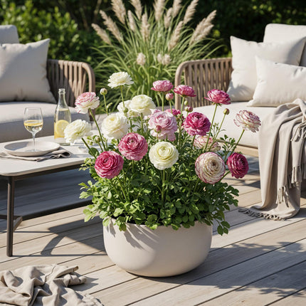 Blumenzwiebeln Ranunculus Pastel Mix – 40 Blumenzwiebeln – Bunte Ranunkeln in Pastellfarben – Sommerblüher für Beet, Balkon & Terrasse – Pflegeleicht & lang blühend