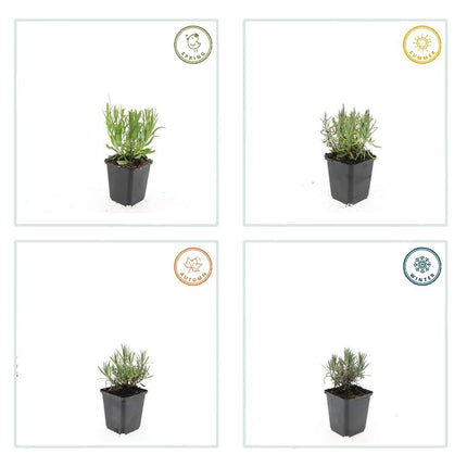 Lavandula angustifolia 'Munstead' – 24 Pflanzen – ↕10-25 cm – Ø9 cm – Tiefviolette Blüten – Mediterranes Flair – Pflegeleichter, winterharter Lavendel