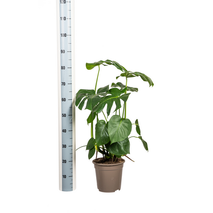 Monstera Deliciosa Tauerii inkl. Naturkorb – Höhe 70-90cm – Ø21cm – Pflegeleichte Zimmerpflanze mit großen, dekorativen Blättern