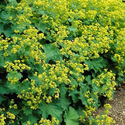 Alchemilla mollis – Frauenmantel – Staude mit dekorativem Laub & gelbgrüner Blüte – 24 Pflanzen –↕10-25cm – Ø9cm – pflegeleicht & winterhart